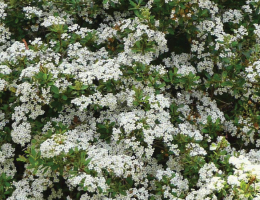 Viburnum Mrs Schillers Delight.